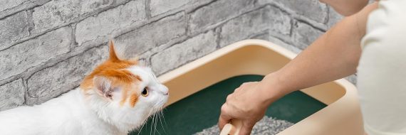 Cat Litter Bentonite Sand with Active Carbon- Lemon - Image 2