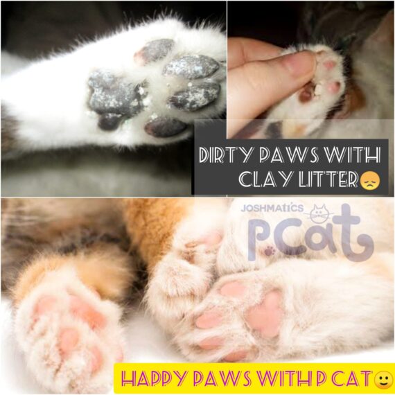 PCAT Pinewood Cat Litter(25 Kg) - Image 5