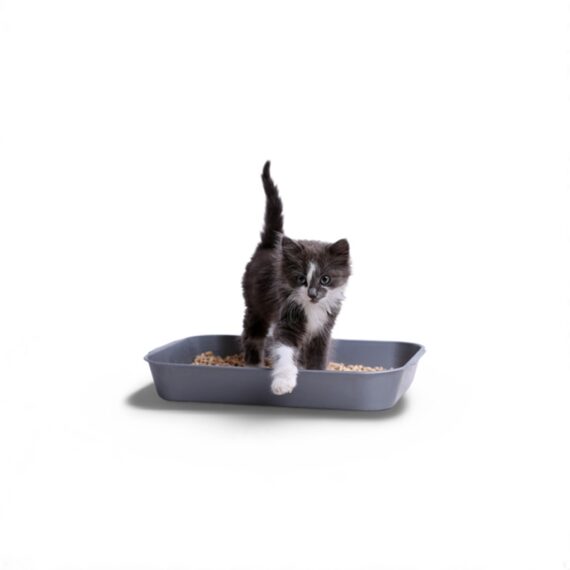 Wisdom Wood Cat Litter(25 Kg)