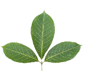 leaf-removebg-preview