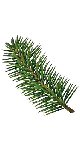 pine-removebg-preview
